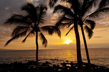 Picture of USA, HAWAII, MAUI, KIHEI PALM TREE SUNSET