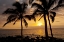 Picture of USA, HAWAII, MAUI, KIHEI PALM TREE SUNSET