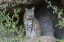 Picture of USA, ARIZONA BOBCAT SITTING UNDER SHELTER