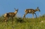 Picture of SOUTH DAKOTA PRONGHORN FAWNS IN CUSTER SP