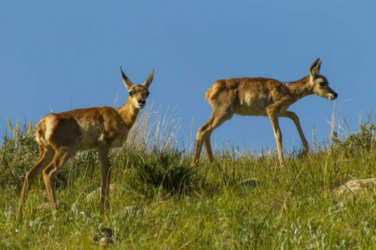 Picture of SOUTH DAKOTA PRONGHORN FAWNS IN CUSTER SP