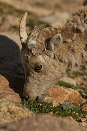 Picture of COLORADO, MT EVANS BIGHORN SHEEP GRAZING