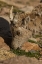 Picture of COLORADO, MT EVANS BIGHORN SHEEP GRAZING