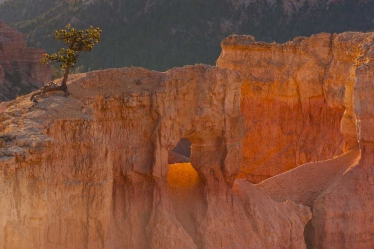 Picture of UTAH, BRYCE CANYON TREE IN ROCK FORMATION