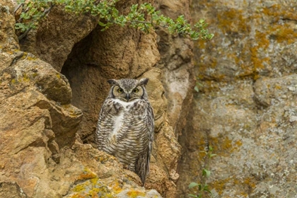 Picture of COLORADO, LARIMER COUNTY GREAT HORNED OWL