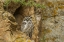 Picture of COLORADO, LARIMER COUNTY GREAT HORNED OWL