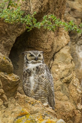 Picture of COLORADO, LARIMER COUNTY GREAT HORNED OWL