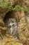 Picture of COLORADO, LARIMER COUNTY GREAT HORNED OWL