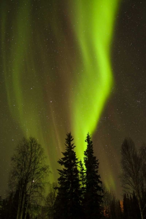 Picture of ALASKA, CHENA HOT SPRINGS AURORA BOREALIS