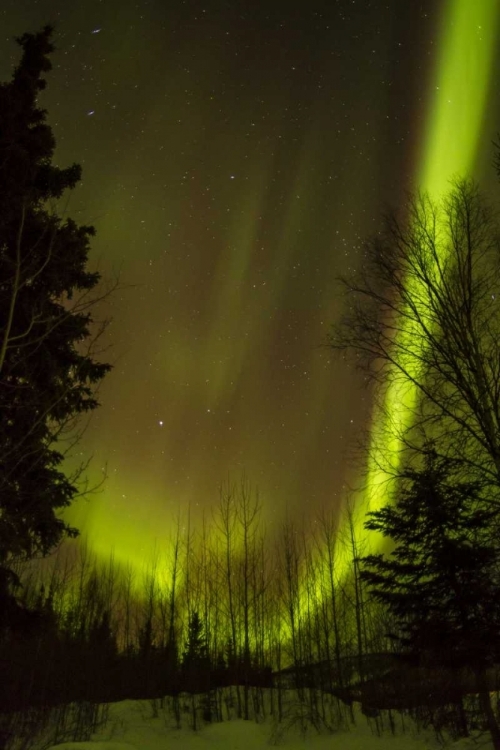 Picture of ALASKA, CHENA HOT SPRINGS AURORA BOREALIS