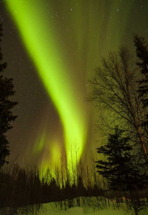 Picture of ALASKA, CHENA HOT SPRINGS AURORA BOREALIS