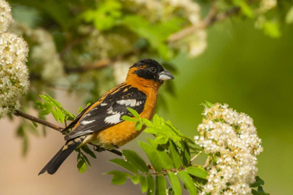 Picture of OREGON, MALHEUR NWR BLACK-HEADED GROSBEAK