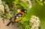 Picture of OREGON, MALHEUR NWR BLACK-HEADED GROSBEAK