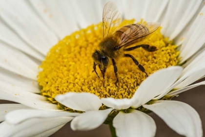 Picture of COLORADO, JEFFERSON CO HONEY BEE ON DAISY