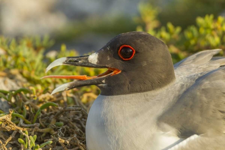 Picture of ECUADOR, GALAPAGOS NP SWALLOW-TAILED GULL