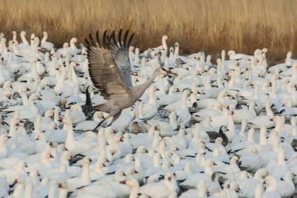 Picture of NEW MEXICO SANDHILL CRANE AMID SNOW GEESE