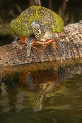 Picture of FLORIDA FLORIDA RED-BELLIED TURTLE ON LOG