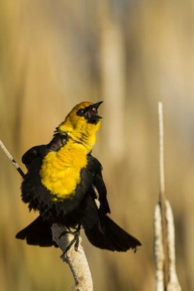 Picture of CA, TULE LAKE NWR YELLOW-HEADED BLACKBIRD