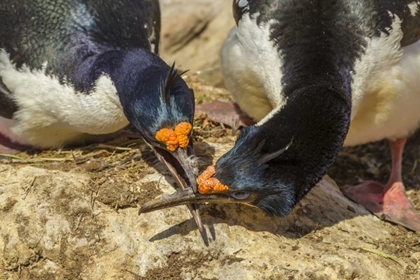 Picture of CARCASS ISLAND IMPERIAL SHAGS IN CONFLICT