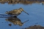 Picture of SEA LION ISLAND MAGELLANIC SNIPE IN WATER