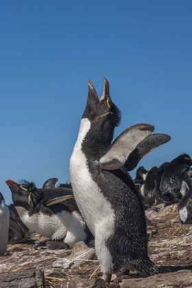 Picture of BLEAKER ISLAND ROCKHOPPER PENGUIN CALLING