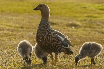 Picture of BLEAKER ISLAND UPLAND GOOSE WITH GOSLINGS