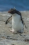 Picture of BLEAKER ISLAND ROCKHOPPER PENGUIN HOPPING