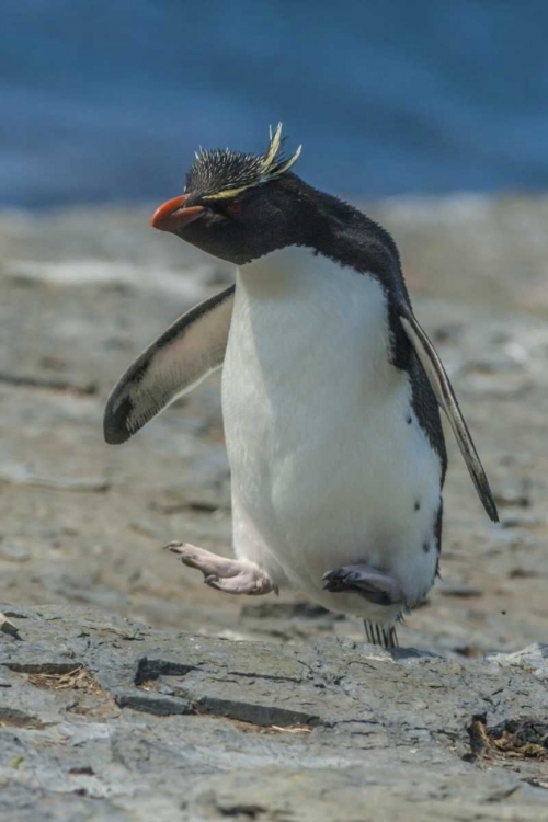 Picture of BLEAKER ISLAND ROCKHOPPER PENGUIN HOPPING