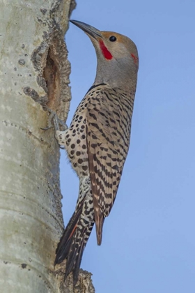 Picture of CO, ROCKY MTS RED-SHAFTED FLICKER BY NEST