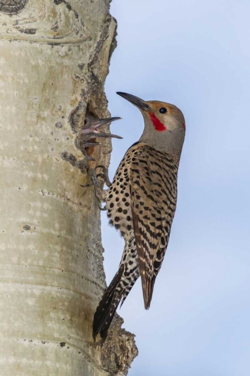 Picture of CO, ROCKY MTS RED-SHAFTED FLICKER BY NEST