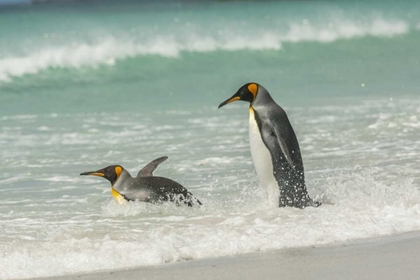 Picture of EAST FALKLAND KING PENGUINS IN BEACH SURF