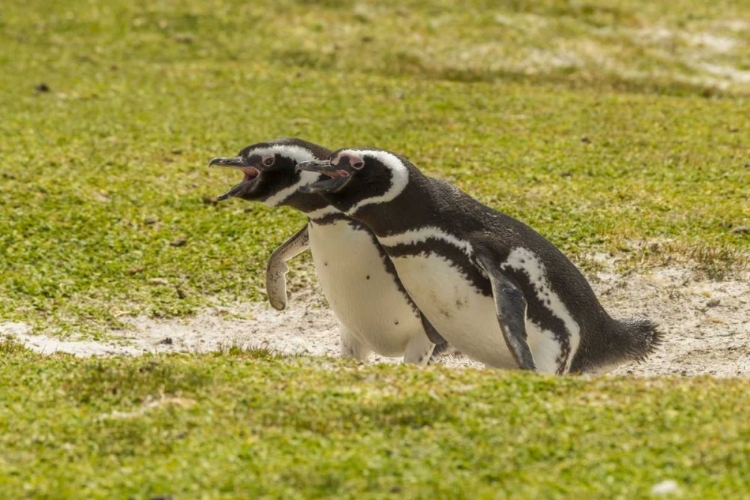 Picture of EAST FALKLAND MAGELLANIC PENGUINS BRAYING