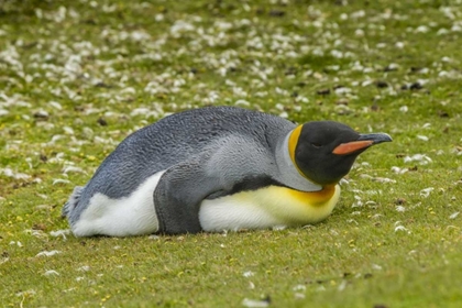 Picture of EAST FALKLAND KING PENGUIN LYING ON GRASS