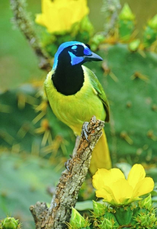 Picture of TX, MCALLEN GREEN JAY AMONG OPUNTIA FLOWERS