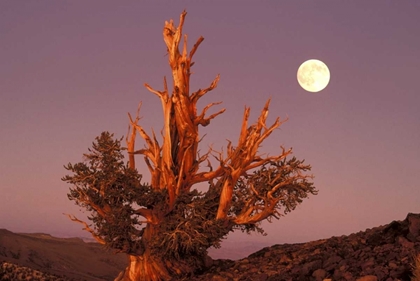 Picture of CA, INYO NF, FULL MOON RISING IN PINE FOREST