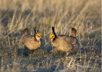 Picture of TX, WILD LESSER PRAIRIE CHICKEN MALES ON LEK