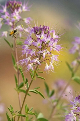 Picture of UTAH HONEY BEE LANDING ON MOUNTAIN BEE PLANT