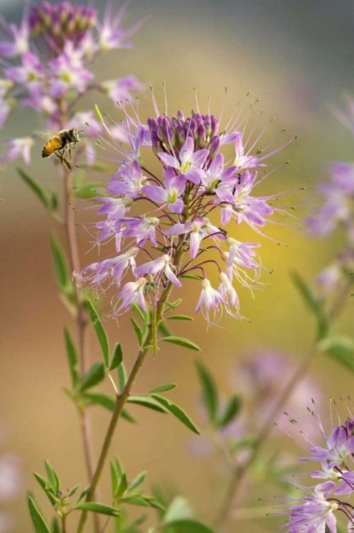 Picture of UTAH HONEY BEE LANDING ON MOUNTAIN BEE PLANT