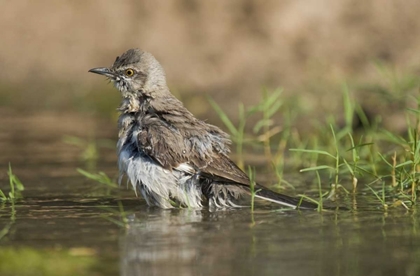 Picture of TEXAS, STARR CO NORTHERN MOCKINGBIRD BATHING