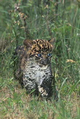 Picture of PA, AFRICAN LEOPARD CUB WALKING IN TALL GRASS