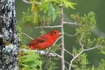 Picture of TX, HILL COUNTRY SUMMER TANAGER ON TREE LIMB