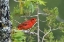Picture of TX, HILL COUNTRY SUMMER TANAGER ON TREE LIMB