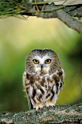 Picture of CO, NORTHERN SAW-WHET OWL PERCHED ON FIR TREE