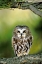 Picture of CO, NORTHERN SAW-WHET OWL PERCHED ON FIR TREE