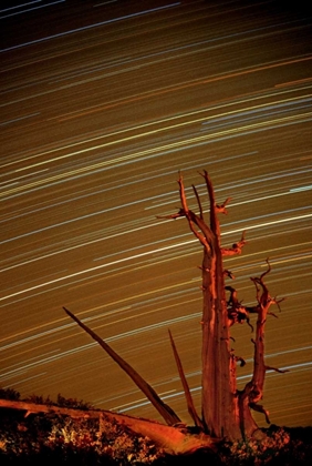 Picture of CA, INYO NF, WHITE MTS STAR TRAILS OVER PINE