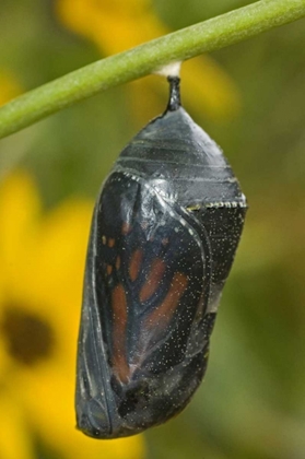 Picture of TX, HILL COUNTRY MONARCH BUTTERFLY CHRYSALIS