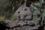 Picture of TEXAS, MCALLEN WILD DEER MOUSE EATING ON LOG