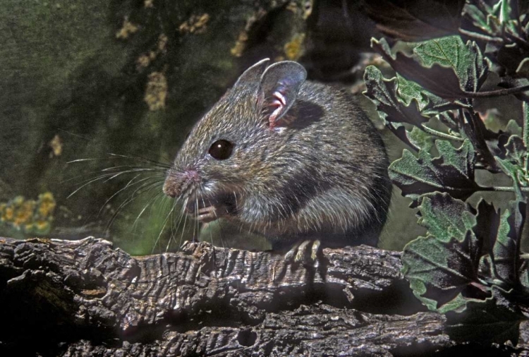 Picture of TEXAS, MCALLEN WILD DEER MOUSE EATING ON LOG