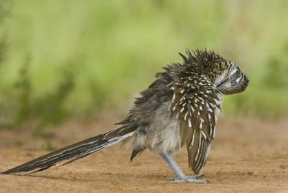 Picture of TEXAS, ADULT GREATER ROADRUNNER BIRD GROOMING