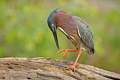 Picture of TEXAS, MCALLEN GREEN HERON STUDYING ITS FEET